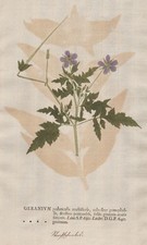 Geranium gruinnum geranien - geranium,