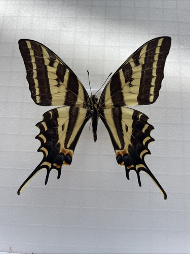 Entomologie*Papilio