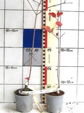 Viburnum opulus   /    Wasserschneeball,  gemeiner Schneeball