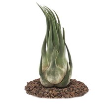 Exotenherz - Tillandsia