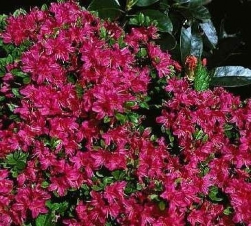 Azalea japonica excelsior - japonica,