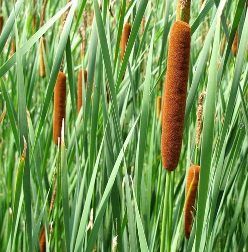 Cattails rohrkolben - cattails,