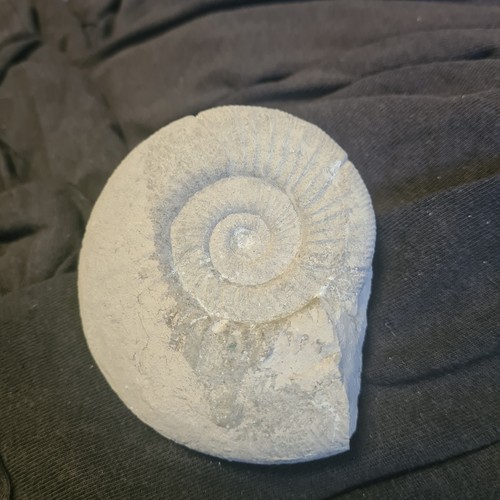 Verteinerung schnecke weisses - verteinerung,,