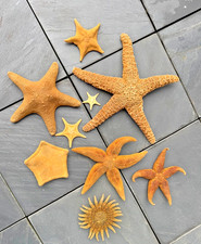 9 Seesterne maritime Deko –