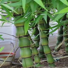 Buddha-Bambus Baum Pflanze für die Wohnung drinnen Zimmerpflanze pflegeleicht