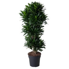 Exotenherz Drachenbaum -
