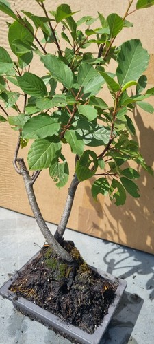 Bonsai faulbaum frangula - bonsai,,