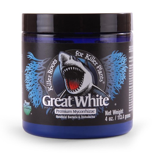 Plant revolution great white - plant,