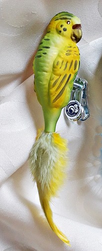 Wellensittich glasvogel - wellensittich,