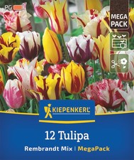 Kiepenkerl Tulpenzwiebeln Rembrandt Mix – 12 geflammte Tulpen für Beet & Vase
