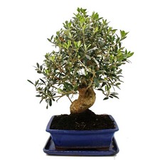 Bonsai - Solitär - Olivenbaum