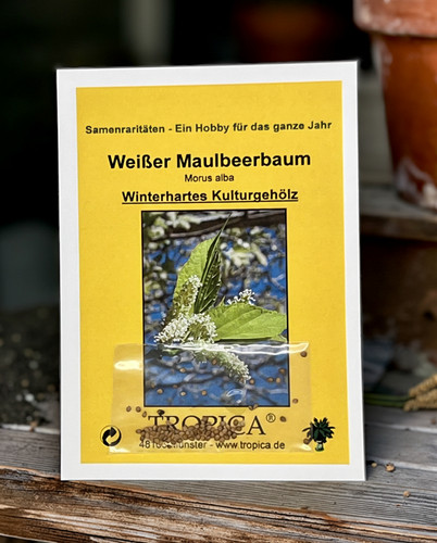 Weißer maulbeerbaum samen - maulbeerbaum,