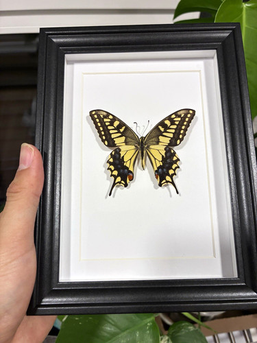 Schmetterling präparat - schmetterling, im