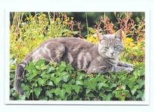 1 AK Katze 49'' - NEU !!! #