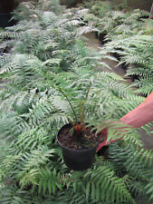 Dicksonia antarctica - antarktischer Baumfarn  -12°C   Pflanze 50-80cm
