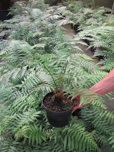 Dicksonia antarctica - ,