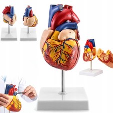 Scientific Menschliches Herz