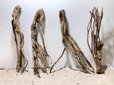 Talawa Wurzel XXL ähnlich