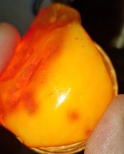 Butterscotch rohbernstein - butterscotch,