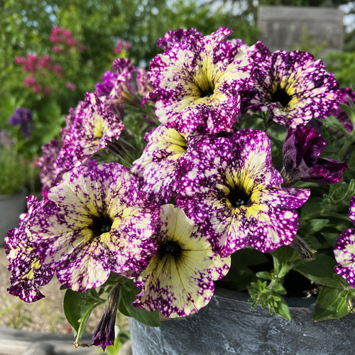 Sale2472 petunia splash dance - splash,