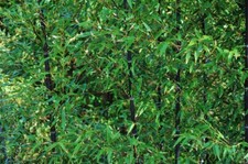 schwarzer Riesenbambus