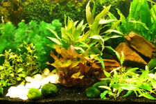 Aquatic plants set "carefree" up to 450L -  easy + beautiful! für Aquarium
