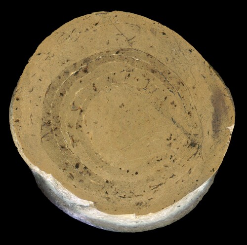 Fossil karabiner - fossil,