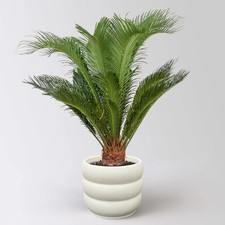 Palmfarn topf cm höhe - 17,