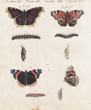 Trauermantel admiral butterfly Schmetterlinge butterflies Kupferstich Bertuch