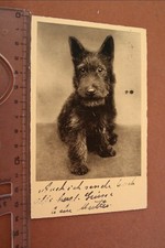 tolle alte Fotokarte Portrait Scottish Terrier 1936