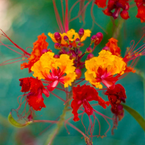 Caesalpinia pulcherrima mix