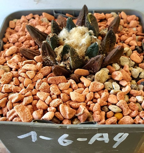 Ariocarpus scaphirostris