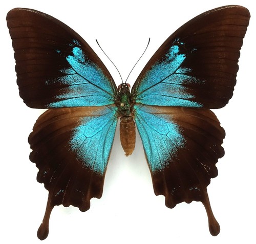 Papilio ulysses telemachus - ulysses,