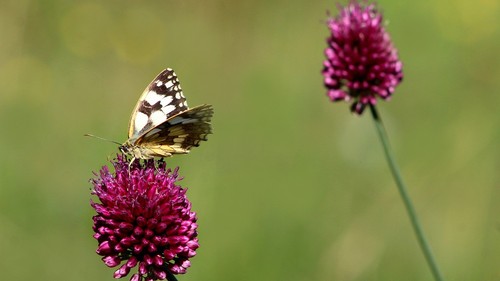 Winterhart roter allium - winterhart,