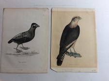Sir William Jardine 15 Kupferstiche Ornithologie um 1830 oor