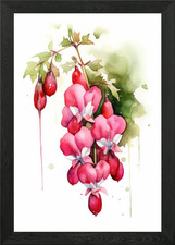 Bleeding Heart Aquarell