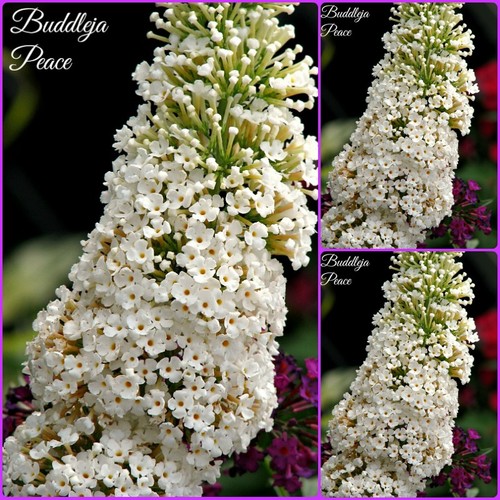Buddleja white peace kräftige - white,