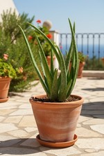 Echte Aloe Vera,medizinisch