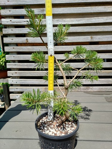 Pinus sylvestris waldkiefer - pinus,