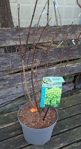 Gelblaubiger bauernjasmin - gelblaubiger,