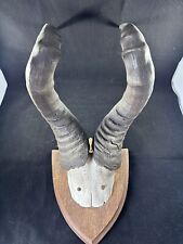 Mufflon Geweih Wasserbüffel Jagdtrophäe Kuhantilope