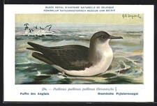 Ein Papageientaucher im Wasser, Ansichtskarte 