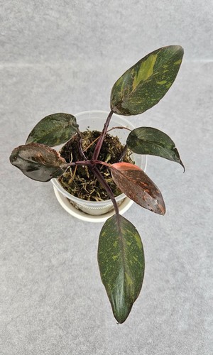 Sehr schöner philodendron - sehr,