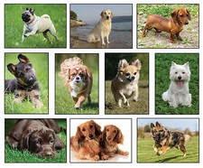 100 - 1000 Tier-Postkarten Set