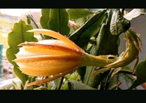 Epiphyllum blattkakteen - epiphyllum,