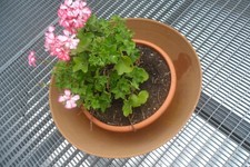 Edelrost Blumenschale 40 cm Rost Schale guter Zustand