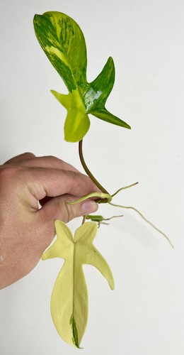 Philodendron florida beauty - philodendron,