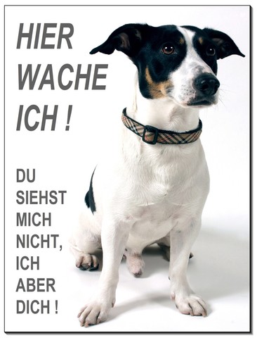 Jack russel - jack,
