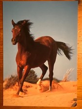 Pferdepostkarte AK Postkarte Pferd Araber