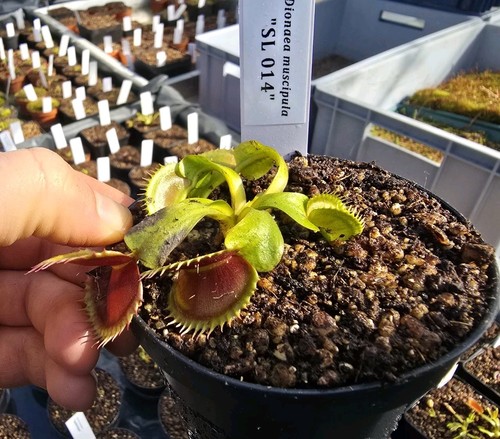 Dionaea muscipula sl14 - dionaea,